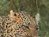 Africa 226 : Africa, Animal, Botswana, Leopard, Mammal, Mombo, Okavango